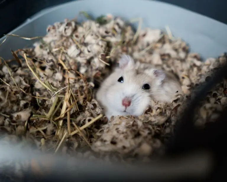 How Deep Should Hamster Bedding Be? (The Answer May Surprise You!)