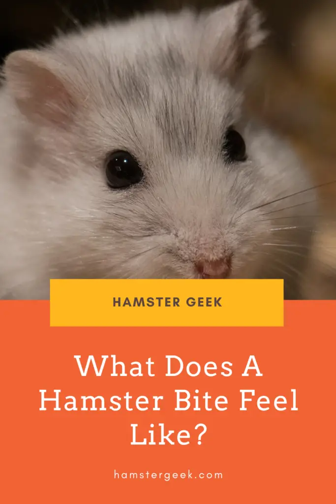 What Does A Hamster Bite Feel Like? (And What To Do If It Does My Hamster Bit Me And Drew Blood