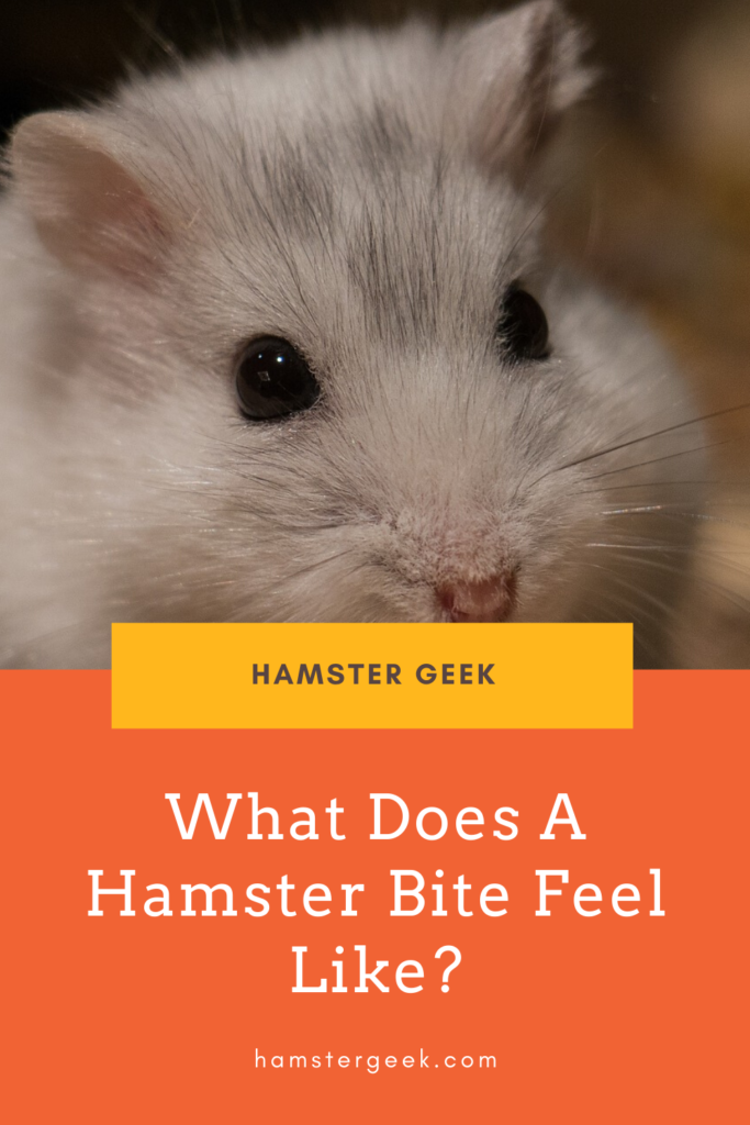 What Does A Hamster Bite Feel Like? (And What To Do If It Does ...