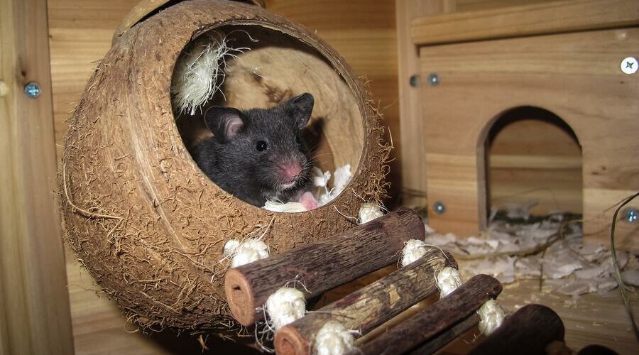 When Do Hamsters Wake Up? (Explained for Beginners) Hamster Geek