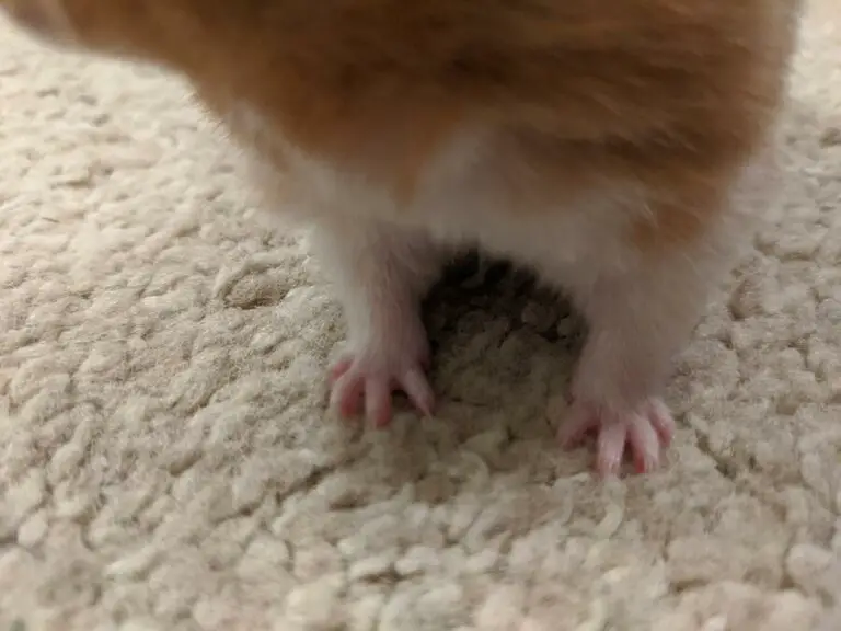 Do Hamsters Have Paws?