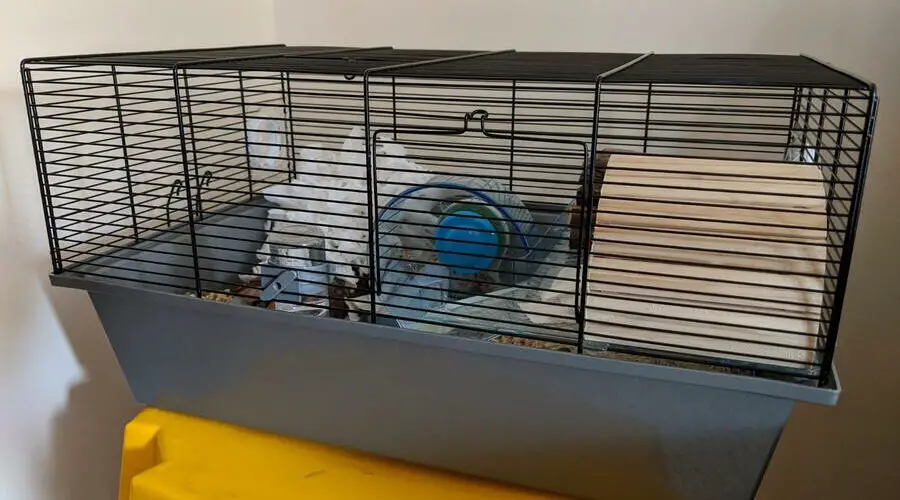 Can you Put a hamster cage on the floor? (Plus Tips For Optimum