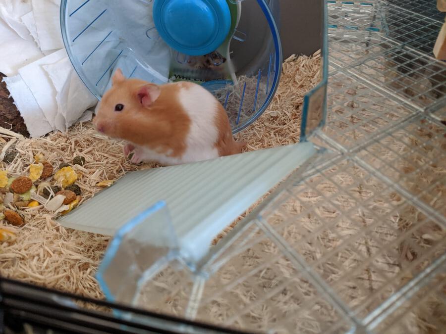 Richmond Hamster In Cage