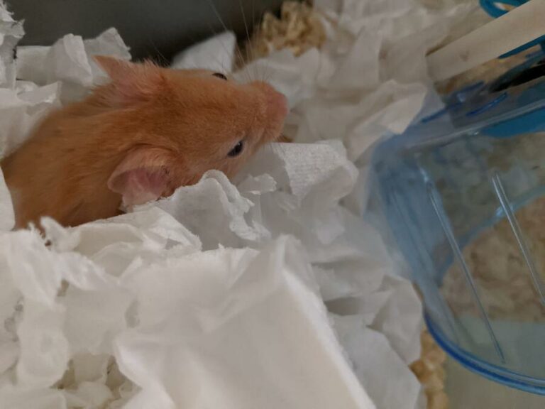 When Do Hamsters Wake Up? (Explained for Beginners)
