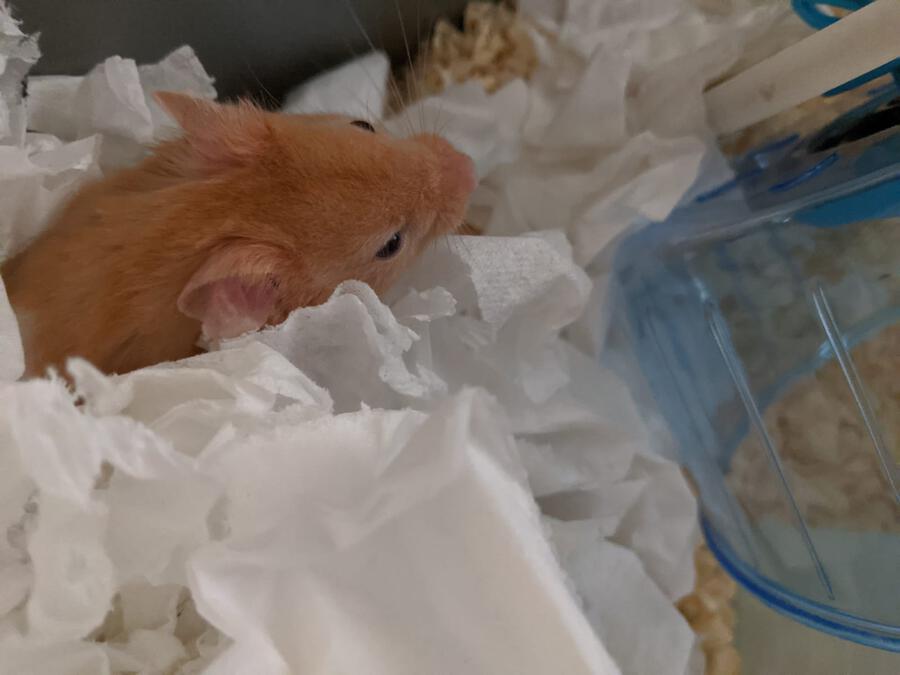 Richmond Hamster In Nest