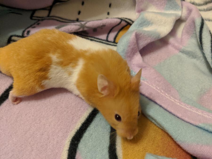 Richmond Hamster On Blanket