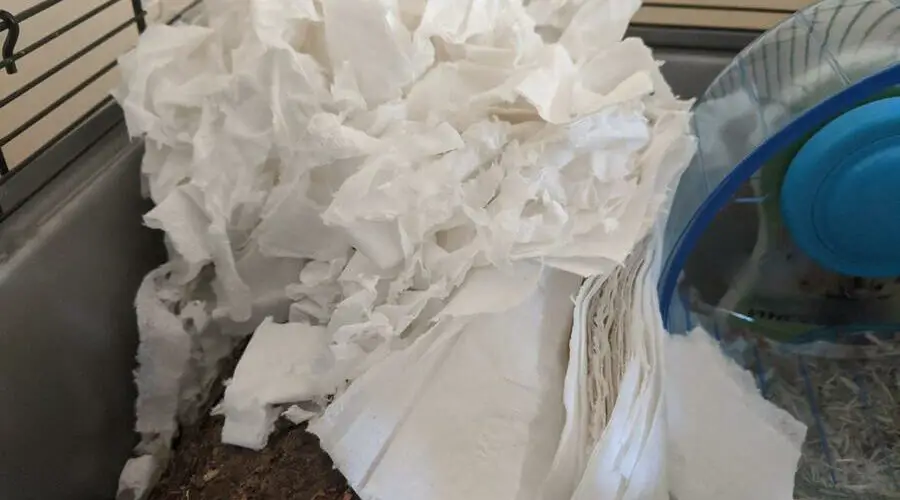 Can You Use Toilet Paper For Hamster Bedding? – Hamster Geek