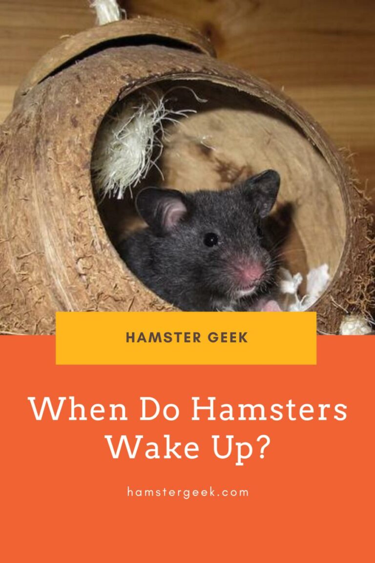 When do Hamsters wake up? Hamster Geek