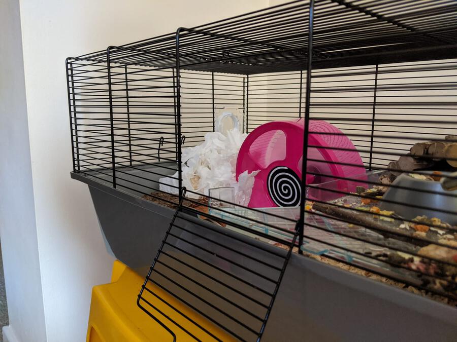 Hamster Cage Door Open