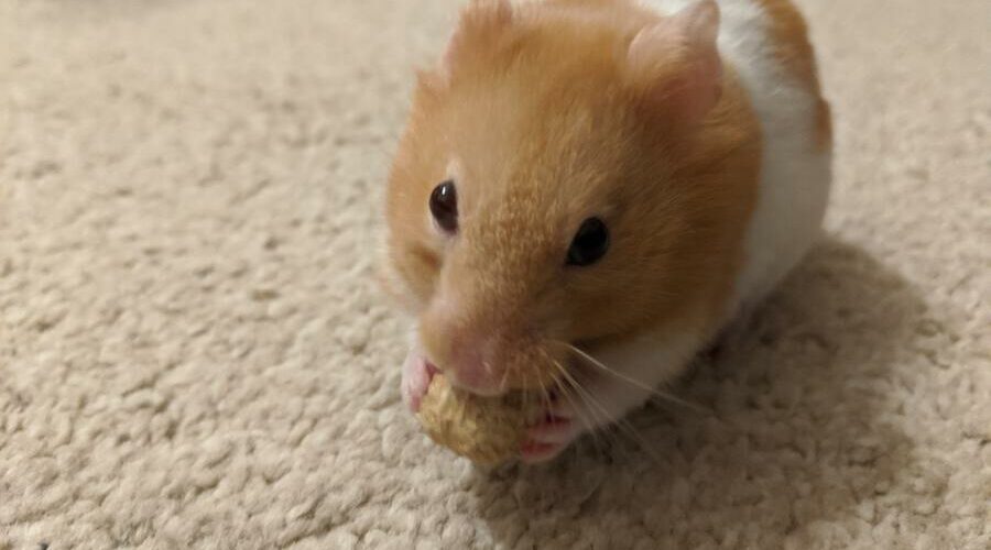 4 Best Hamster Chews And Chew Toys (Plus Cheap Everyday Alternatives ...