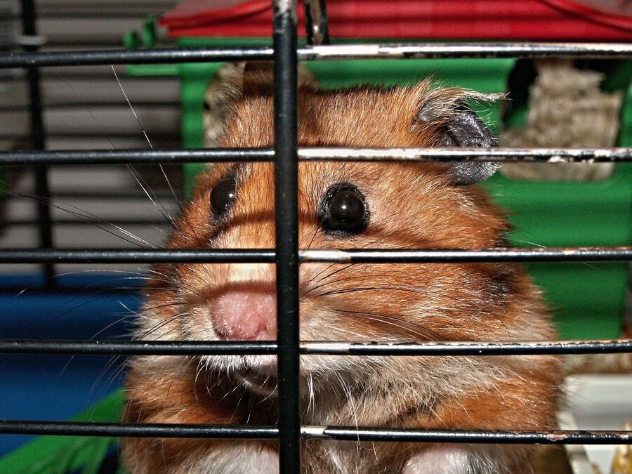 Hamster In Small Cage