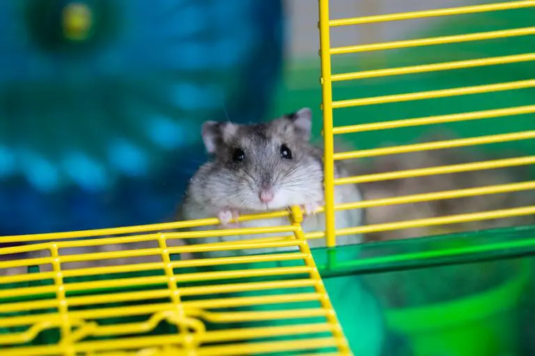 17 Mistakes Hamster Owners Make