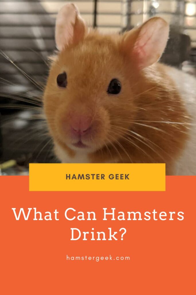What can hamsters drink? (Besides Water) Hamster Geek