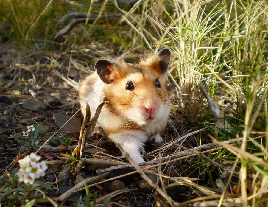 Wild Hamster