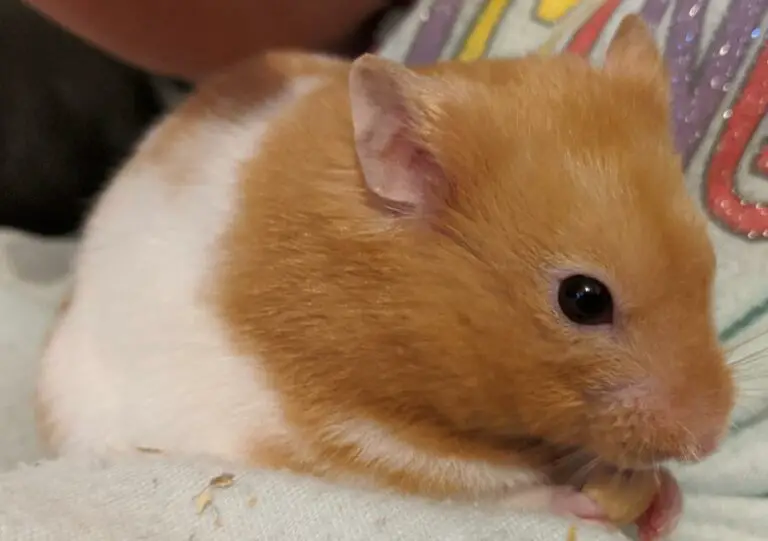 Common Hamster Health Problems (That You Need To Look Out For)