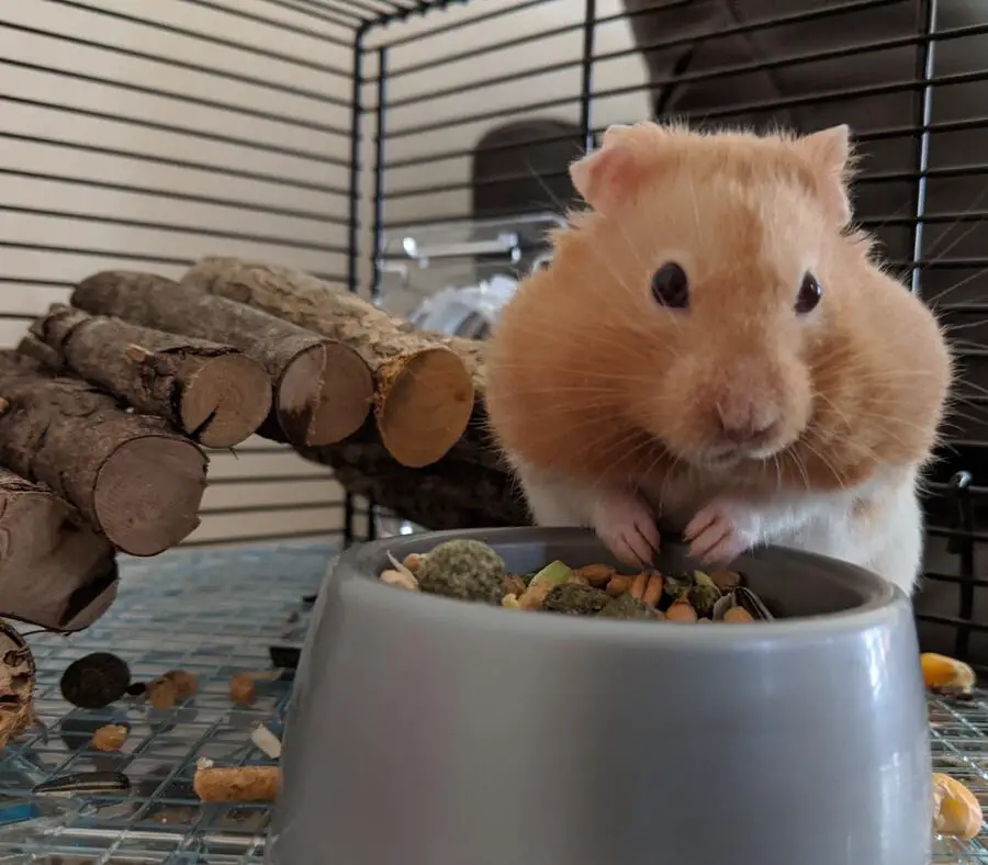 Hamster Storing Food