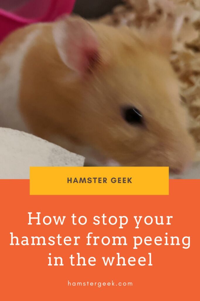 How To Stop Your Hamster From Peeing In The Wheel Hamster Geek
