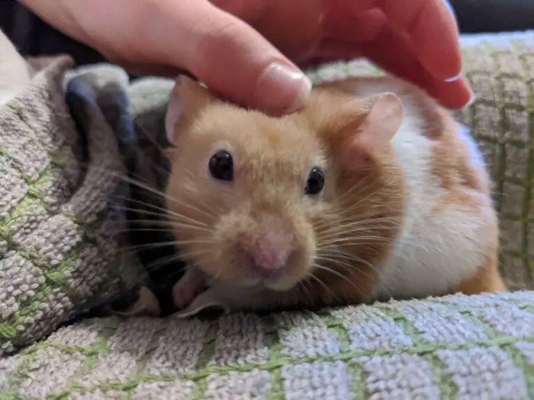 Best Hamster YouTubers (From Educational To Entertaining)