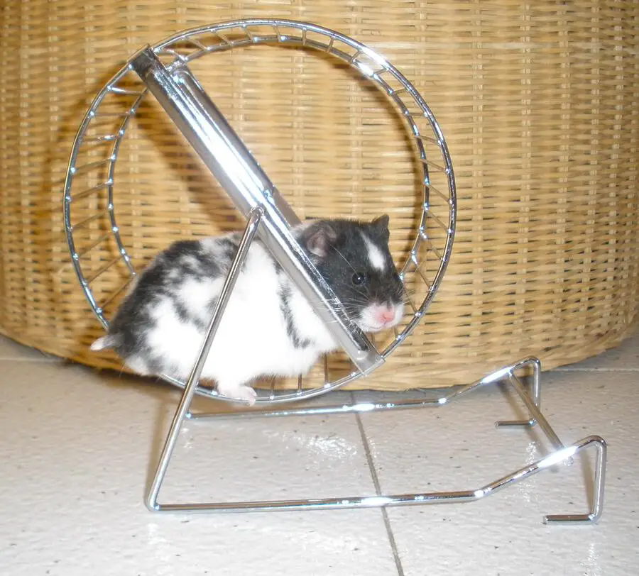 Wire Hamster Wheel