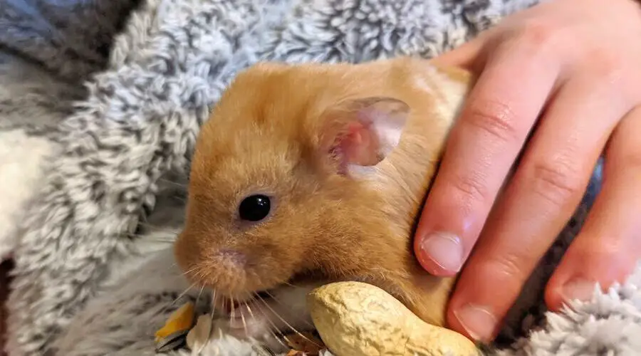 hamster care for beginners