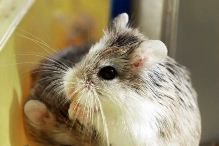 Roborovski Hamster Guide (History, Facts, Care And More)