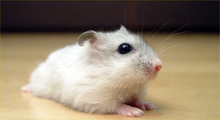 Winter White Dwarf Hamster – Everything You Need To Know