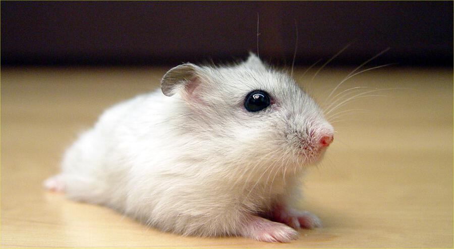 snow white dwarf hamster