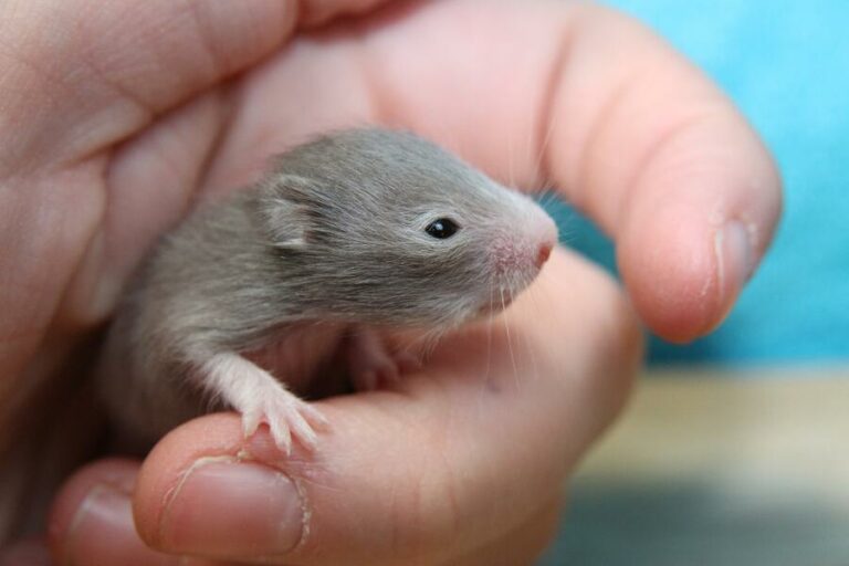 Ultimate Guide To Baby Hamsters (Plus What To Do If Your Hamster Is Pregnant!)