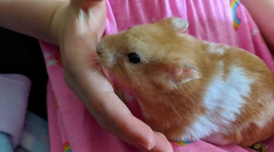 Is Children’s Play Sand Safe For Hamsters? Hamster Geek