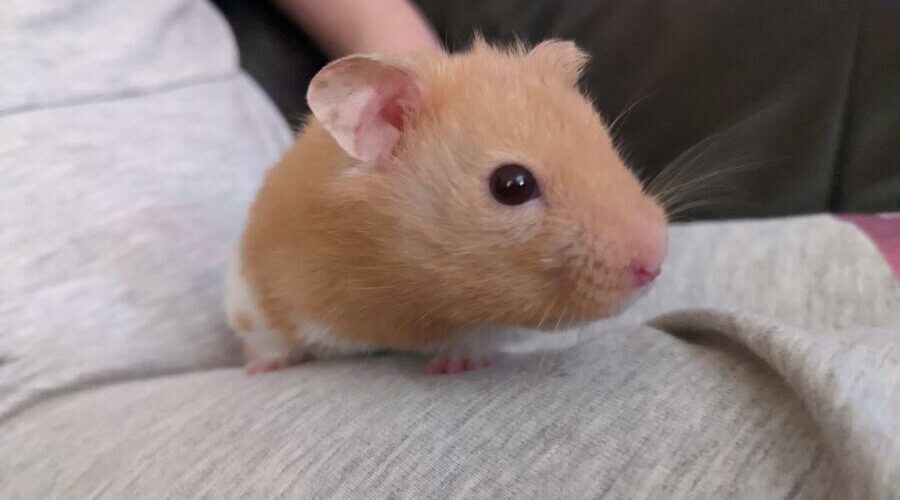 hamster that talks back