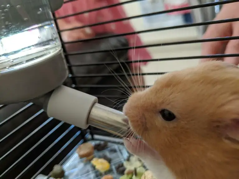 Do Hamsters Need A Water Bottle?
