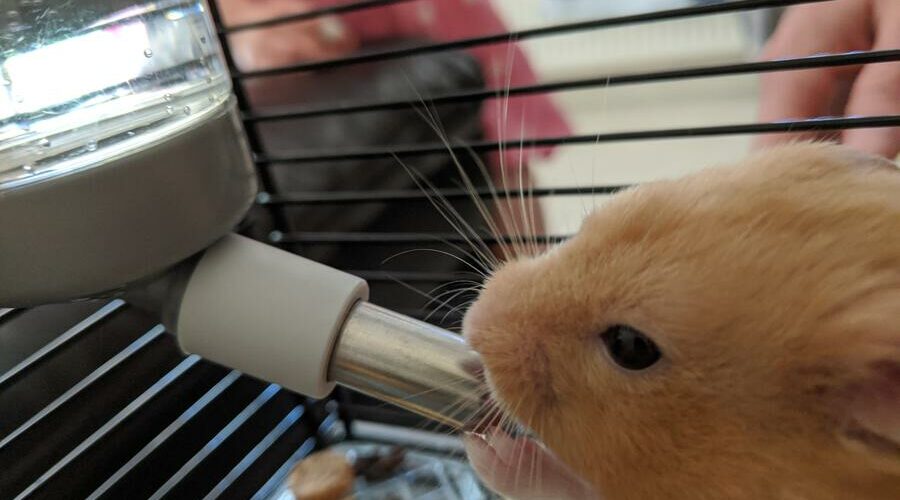 do-hamsters-need-a-water-bottle-hamster-geek