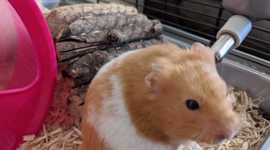 plastic bin for hamster cage