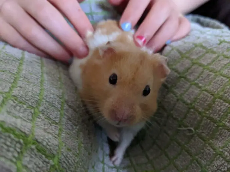 Can Hamsters Chew On Popsicle Sticks?