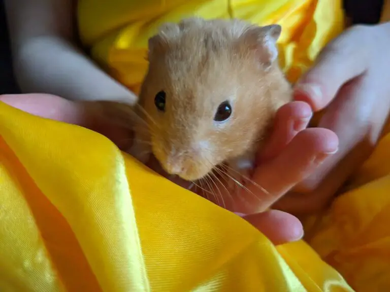 Are Hamsters Color Blind? (Important Facts)