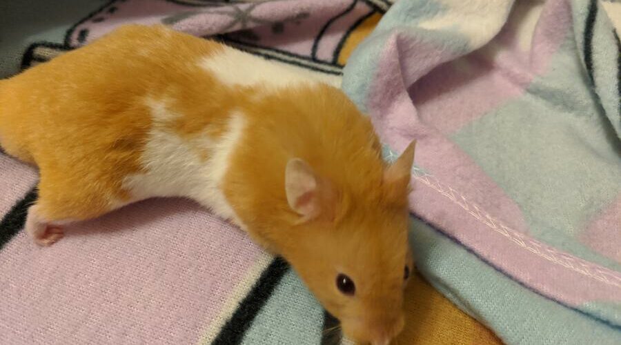 Are Hamster Leashes Safe? Hamster Geek