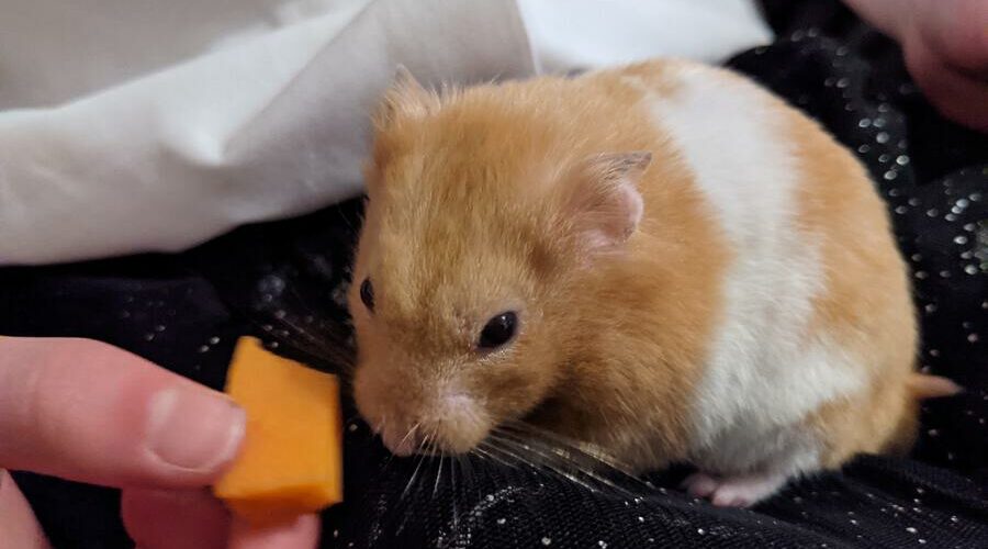 Can Hamsters Eat Dried Shrimp? Hamster Geek