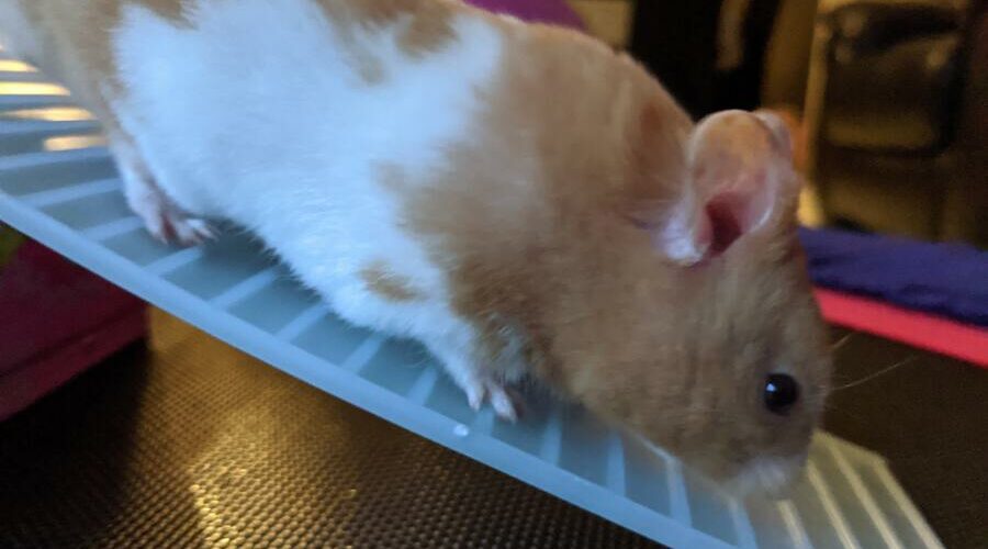 Can Dwarf Hamsters Climb Ladders? Hamster Geek