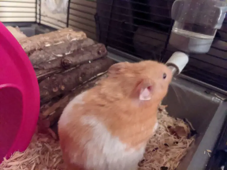 Can Hamsters Get Hiccups?