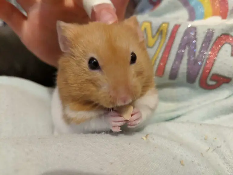 Can Hamsters Eat Acorns?