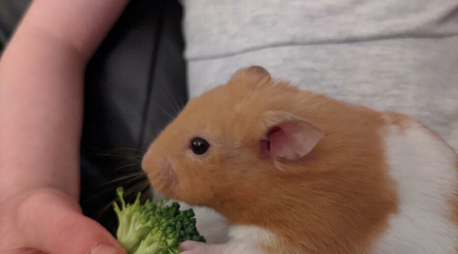 Can Hamsters Wear Clothes? Hamster Geek