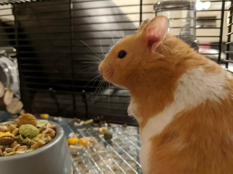 Can You Put A New Hamster In An Old Cage?
