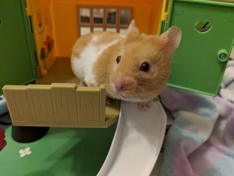 Are Hamsters With Red Eyes Evil?