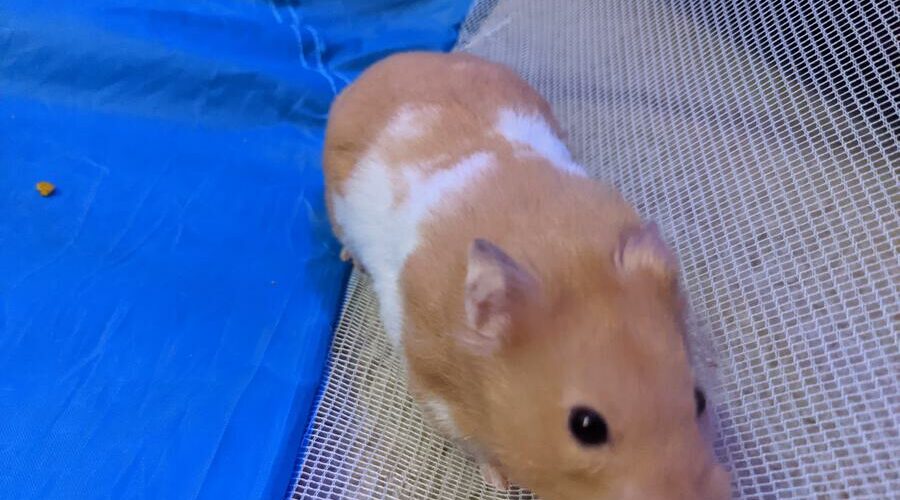 Do Hamsters Dream? Hamster Geek