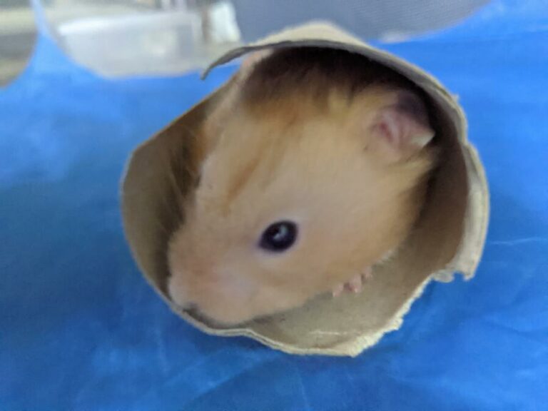 Do Hamsters Change Colors?