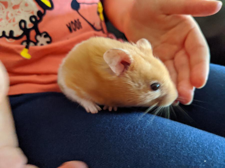 Why Is My Hamster Filling His Tube With Bedding?