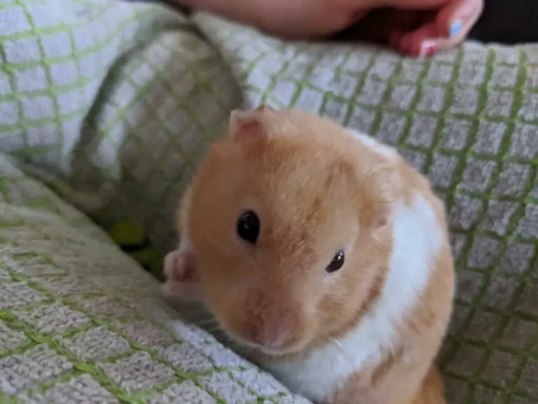 Can I Vacuum With My Hamster In The Room?