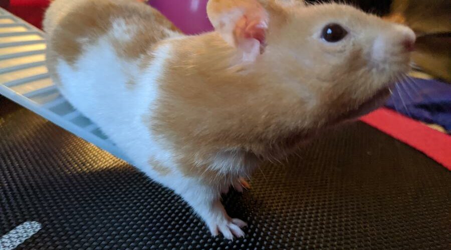 Do Hamsters Sleep On Their Backs? Hamster Geek