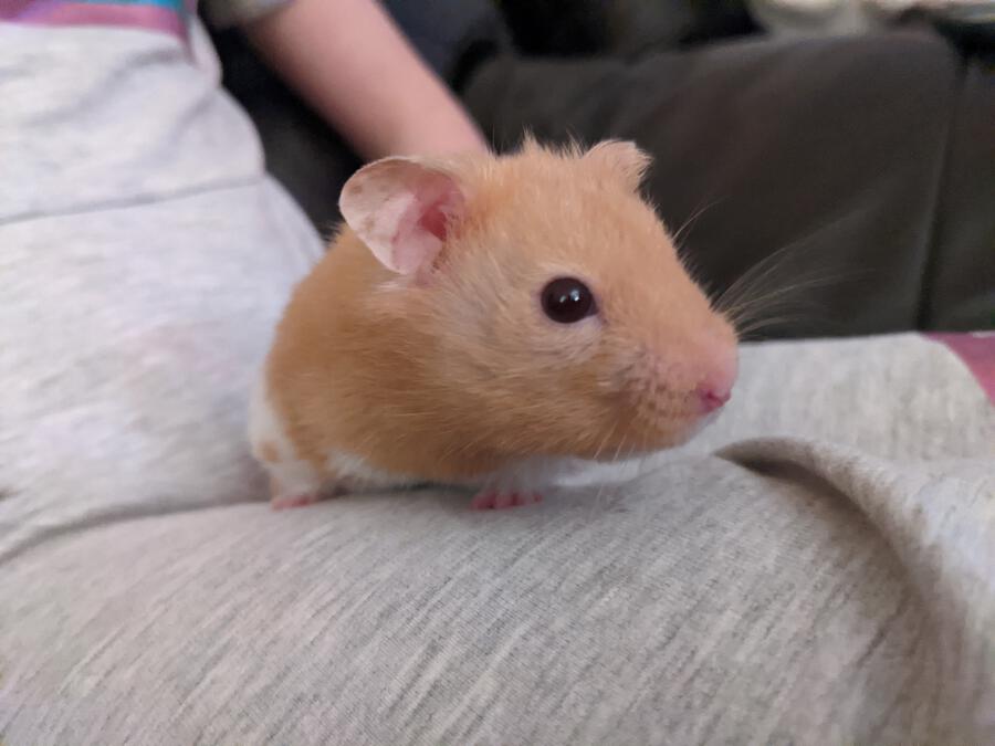 Why Is My Hamster Lying Flat?