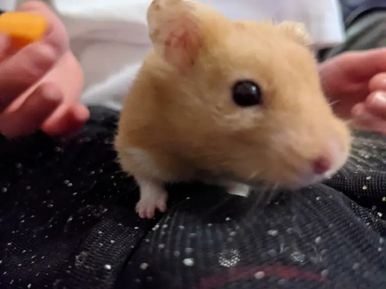 Why Do Hamsters Have Bumps On Their Feet?